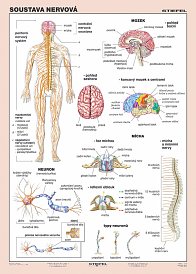 Soustava nervová 100 x 140 cm