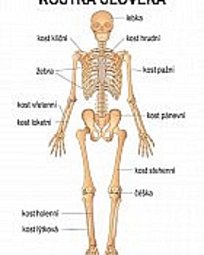 Anatomie 1 - Postava, kostra člověka